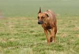 RODESIAN RIDGEBACK 169
